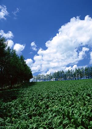 403 Forbiddenエラーの原因と解決策：ウェブサイトアクセス制限の理解と対応方法