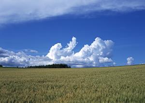 2025年最新！浅草エリアでのお墓選びと供養方法完全ガイド